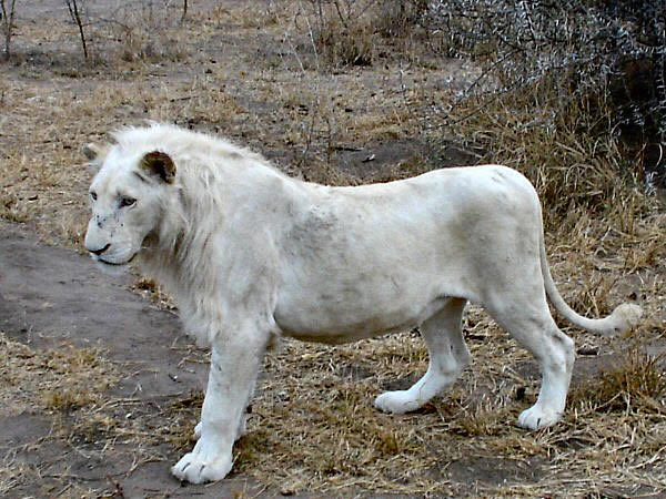 witte leeuw